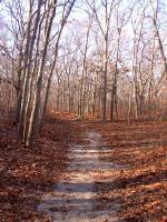 Woodland Path Photo by Ariel Lowther